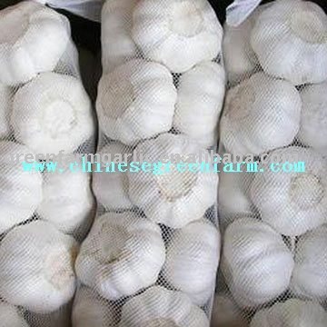 2011 Fresh Pure White Garlic Packed in Small Mesh Bags