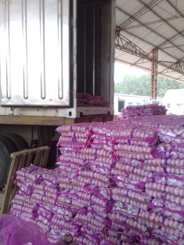 qingshan garlic