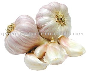 Normal White Garlic Fresh