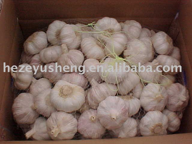 fresh garlic origin jinxiang 2011 new crops