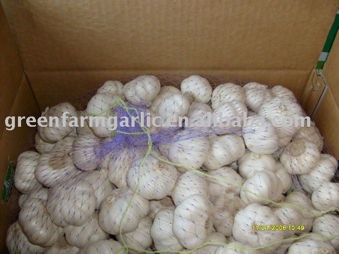Top Quality Fresh  White Garlic New Corps
