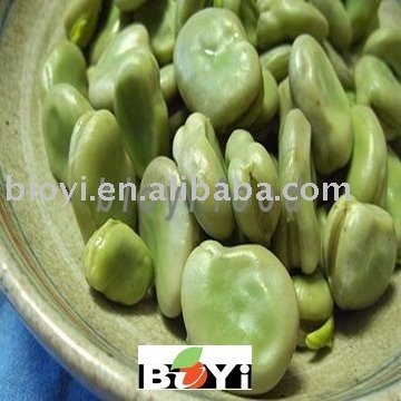 Frozen vegetables - Frozen Green Favas (broad beans)