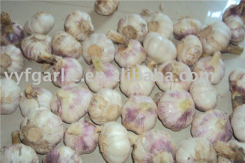 2011 fresh garlic of China is harvested
