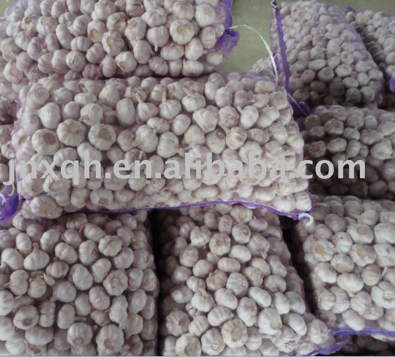 25KG loose packing fresh garlic