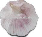 Normal White Garlic
