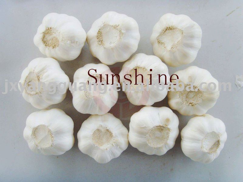 garlic