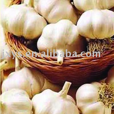 fresh garlic from china