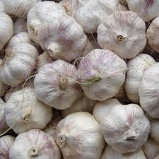 Medicinal Garlic