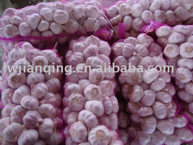 fresh  garlic  producer