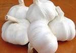 2011 pure  white  garlic