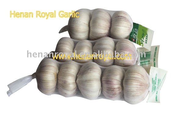 Garlic