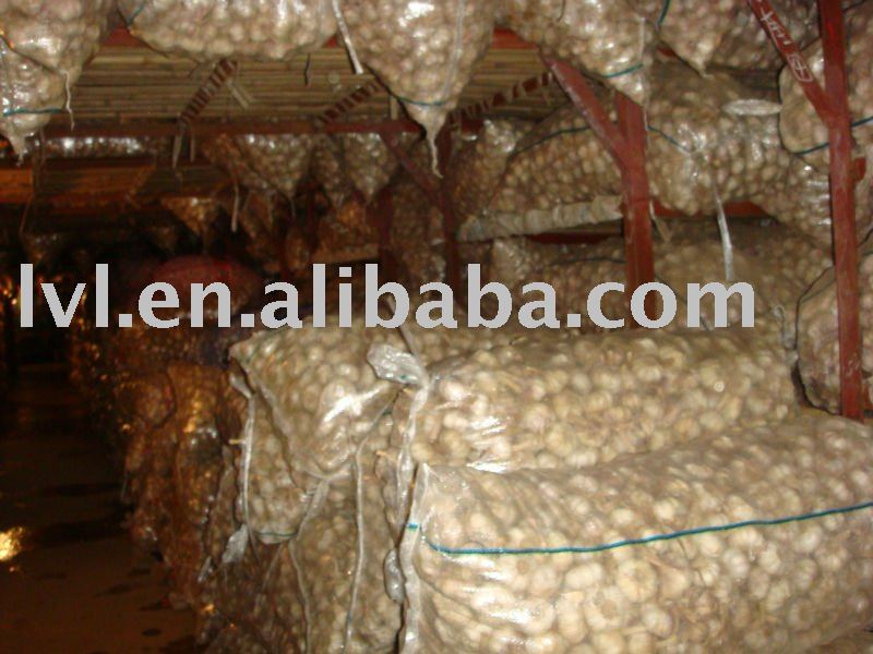 chinese garlic