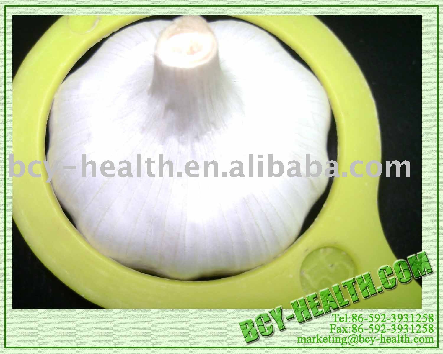 Garlic