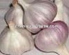 jinxiang  professional  garlic supplier in china