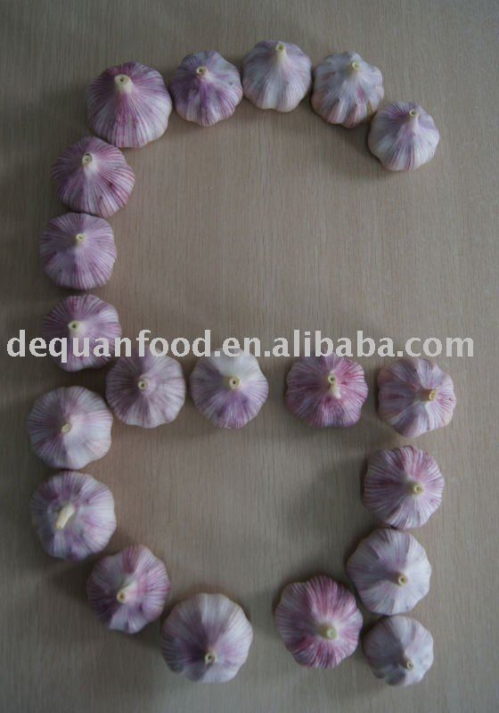 2011 New Crop purple Garlic