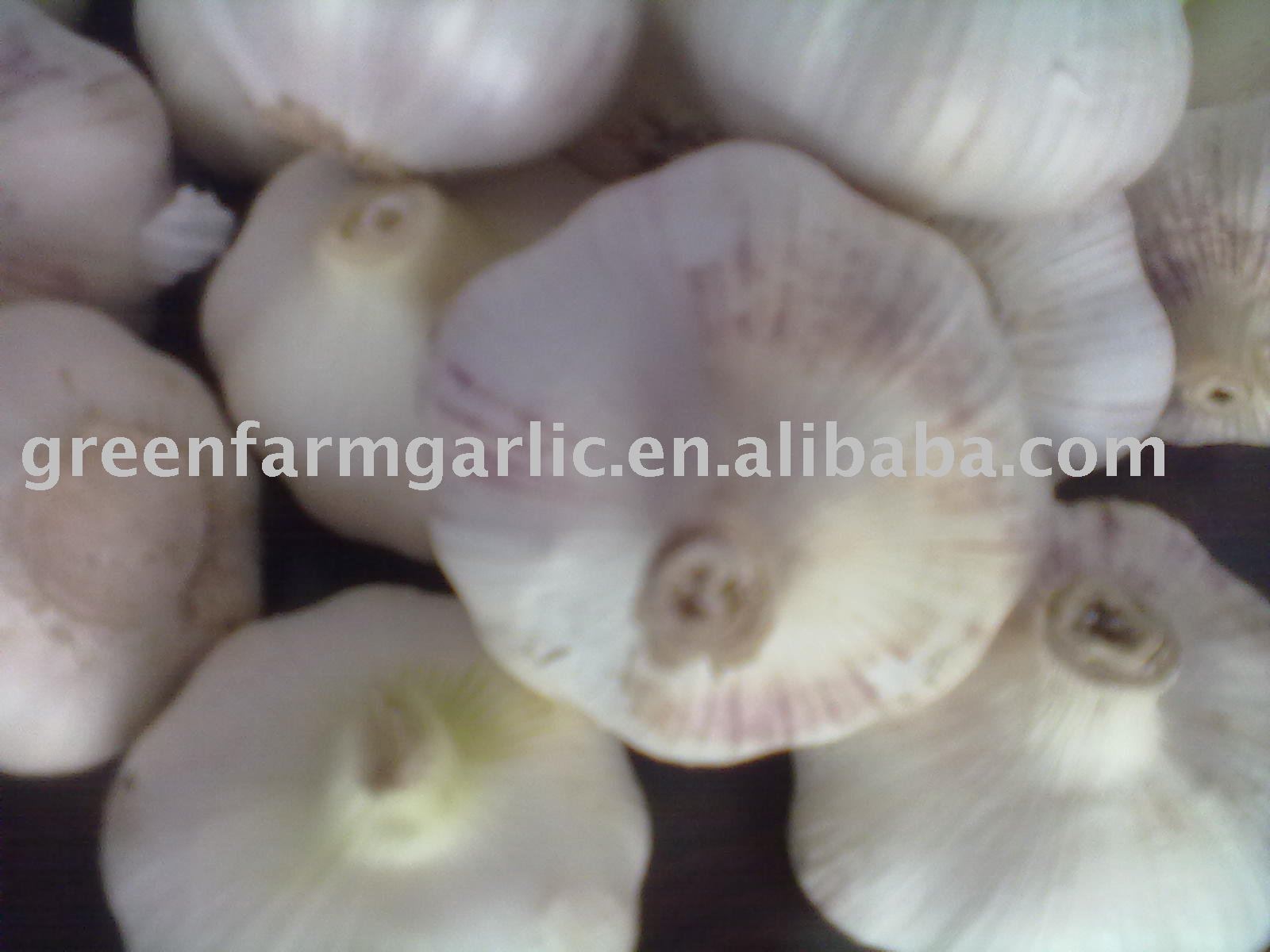 5.0cm New Garlic,Fresh Garlic