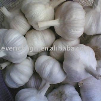 Pure White Garlic