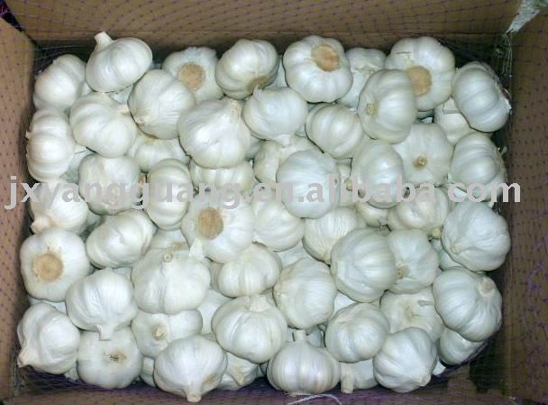 2011 Chinese pure white garlic