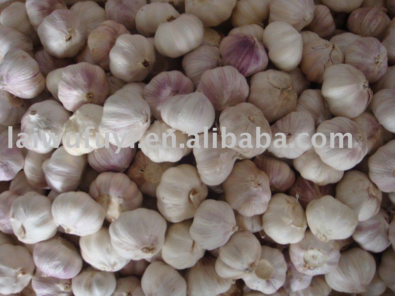 garlic