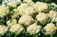 IQF Cauliflower