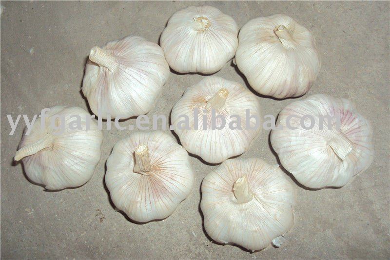 2010 fresh garlic