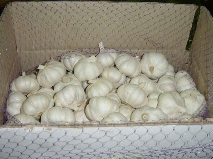 FRESH GARLIC