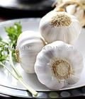 Fresh Jinxiang White Garlic 2011