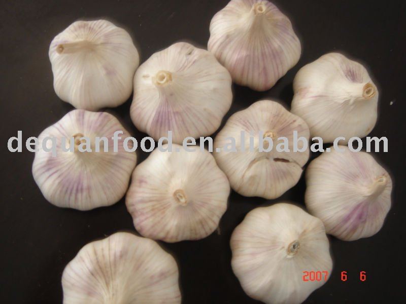 fresh pure white garlic 2011 crop
