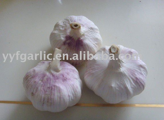garlic