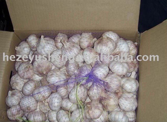  fresh  china  garlic  approved by  gap 
