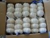 Supply Fresh White Garlic