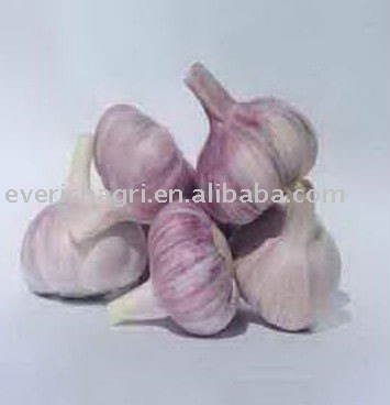 Garlic