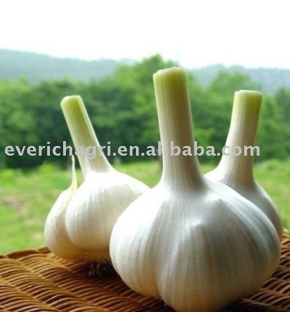 Garlics