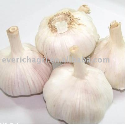 Chinese Garlic