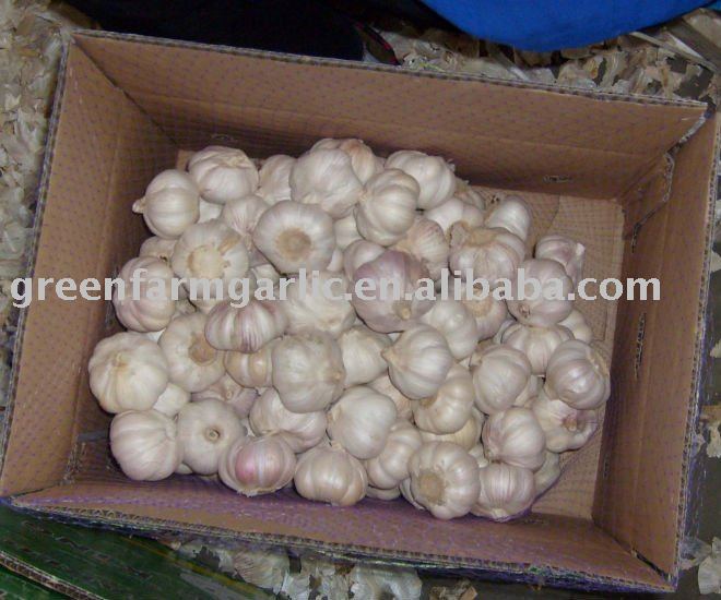 Fresh Normal White  Garlic in Jinxiang