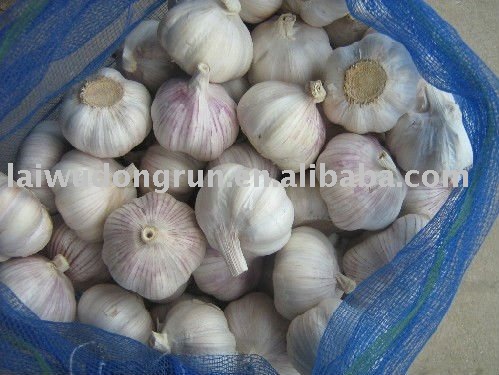 Hot sale  garlic   specification 