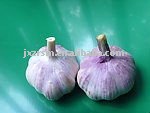 new jinxiang fresh  white garlic