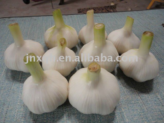 2011 new 5.5cm loose packing garlic