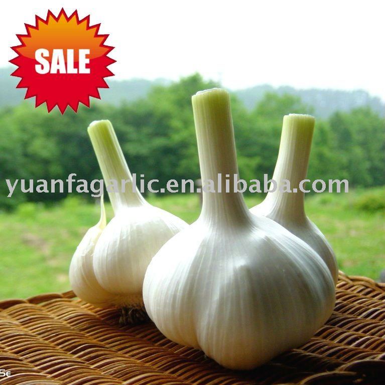 Fresh China Normal White Garlic in Mesh Bag Package