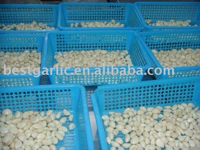 2011 crop China Fresh Peeled Garlic(garlic clove)
