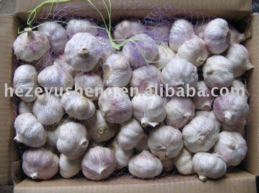 NEW 2011 fresh  garlic   approved  by  HACCP  GAP ISO