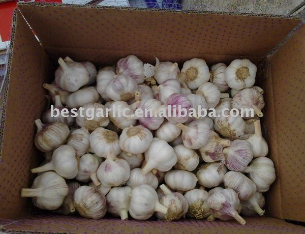 new crop Chinese  regular   white  best  garlic  price