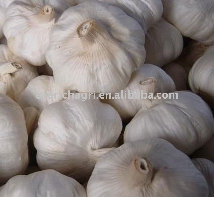  2011   Fresh   Garlic 