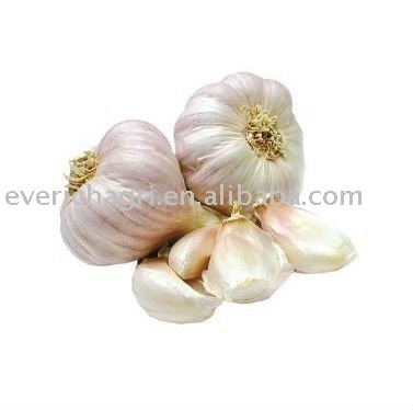2011 Fresh Garlics