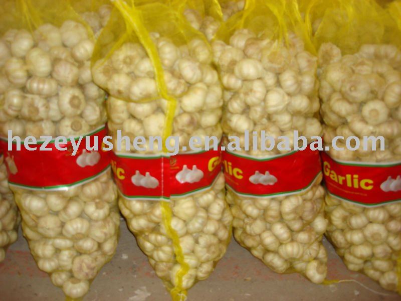 fresh garlic approved by haccp