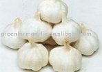 5.5 cm pure  white garlic packed in mesh bags or cartons