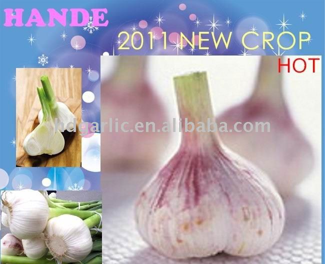 normal white garlic from jingxiang china 2011 crop