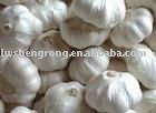 2011 fresh white garlic,pizhou garlic