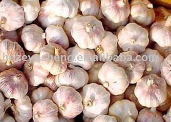 fresh garlic 2011 new crop