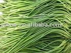 sell chinese fresh delicious Garlic Stem